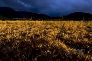 Wheat in the storm_3.jpg